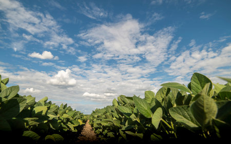 Soybean field ripening at spring season, agricultural landscape.Soy plantation.