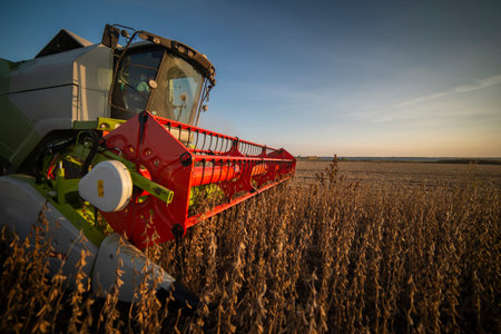 Harvesting of soybean field with combine
