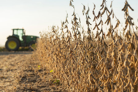 Mature soybeans on soybean plantation in close-upの写真素材