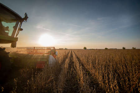 Harvesting of soybean field with combineの写真素材