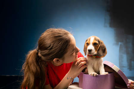 Smiling beautiful girl getting puppy in purple gift box for Christmas or Birthday. Friendshipの写真素材