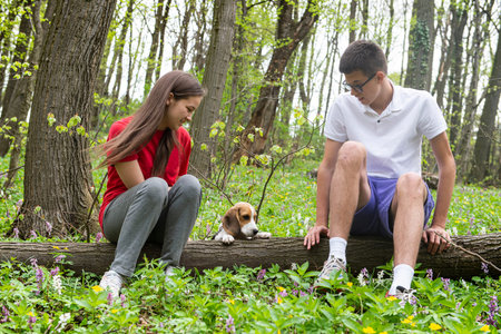 A Caucasian young couple is sitting on a fallen tree in the forest and enjoying their beagle dog....