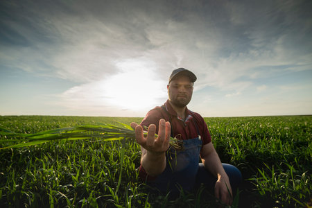 A young farmer examines planted young wheat in the spring
