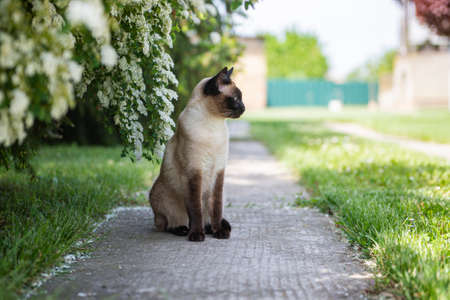 Cute siamese cat sitting in a sunny garden. Pet relaxing outdoorの写真素材