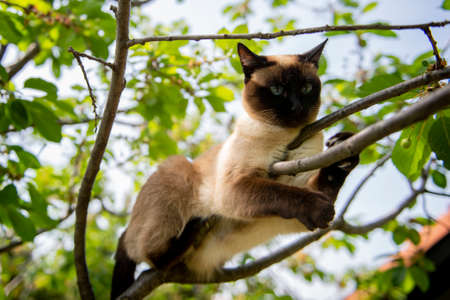 A Siamese cat with blue eyes climbs a treeの写真素材