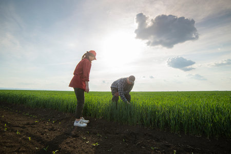 Young farmers examing planted young wheat in spring