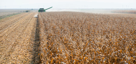 Harvesting of corn field with combine in early autumnの写真素材