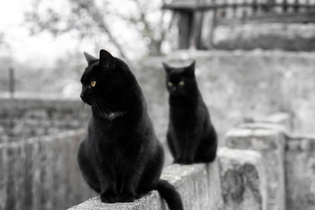 Two black domestic cats with yellow eyes sit on the wall of the yard. Black and white
