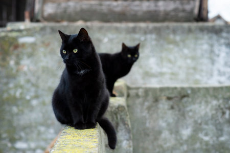 Two black domestic cats with yellow eyes sit on the wall of the yardの写真素材