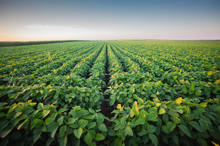 Soybean field ripening at spring season, agricultural landscape.Soy plantation.の写真素材