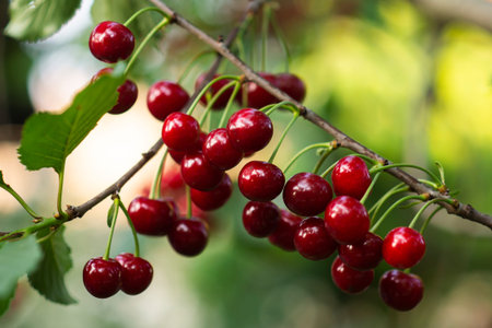 Cherry ripe on tree waiting to collect