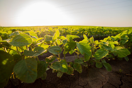 Soybean field ripening at spring season, agricultural landscape.Soy plantation.の写真素材