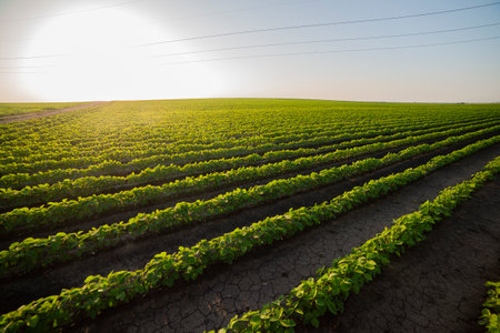 Soybean field ripening at spring season, agricultural landscape.Soy plantation.の写真素材