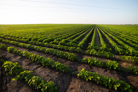 Soybean field ripening at spring season, agricultural landscape.Soy plantation.の写真素材