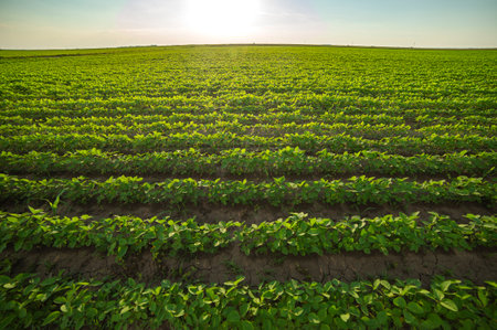 Soybean field ripening at spring season, agricultural landscape.Soy plantation.の写真素材