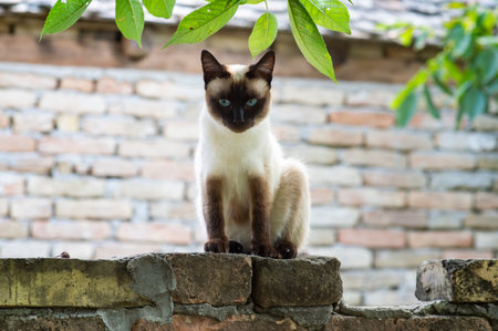 A Siamese cat with blue eyes sits along the wall of the yardの写真素材