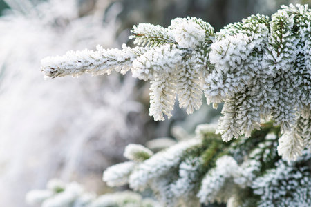 Snow covered fir tree branch. . Beautiful winter