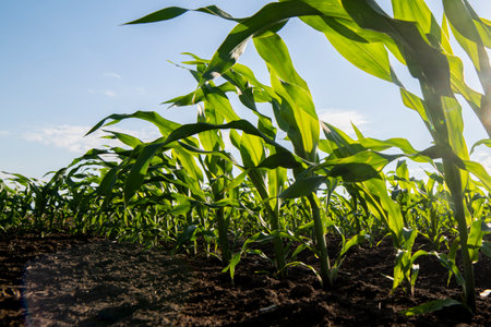 Young green corn on stalk in fields. Young Corn Plants. Agricultureの写真素材