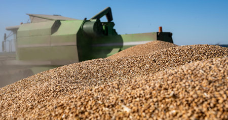 Wheat grain in tractor trailer after harvest in summer