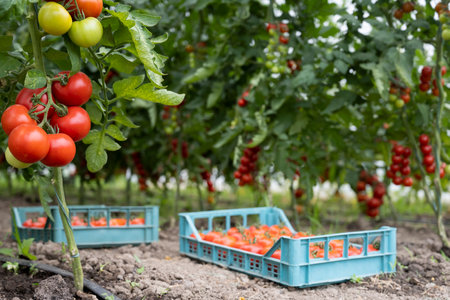 Red ripe tomatoes in crates in a greenhouseの写真素材