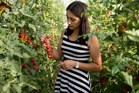 Young woman in a greenhouse picking some red tomatoesの写真素材