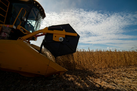 Harvesting of soybean field with combine