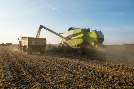 Pouring soy bean grain into tractor trailer after harvestの写真素材