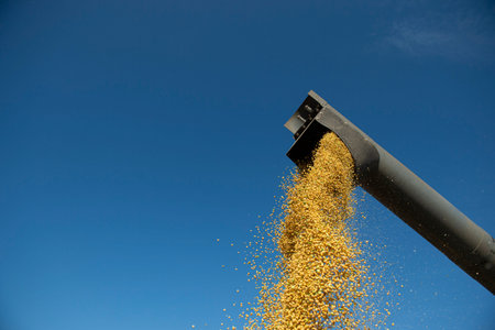 Pouring soy bean grain after harvest