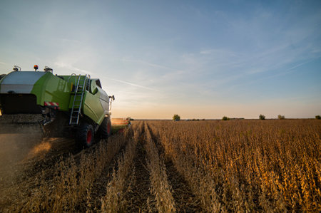 Harvesting of soybean field with combineの写真素材