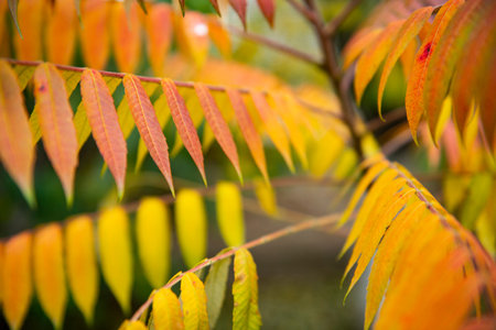 A closeup of the beautiful autumn foliage Rhus typhina, the staghorn sumac