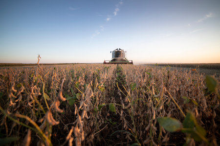 Harvesting of soybean field with combineの写真素材
