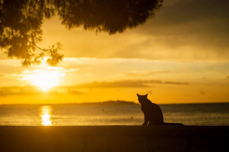 Silhouette of a black cat on the seaside at sunset.の写真素材