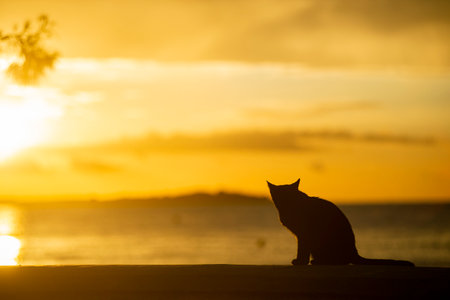 Silhouette of a black cat on the seaside at sunset.の写真素材