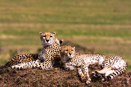 Cheetahs on the hill. Observation point. Masai Mara, Kenyaの写真素材