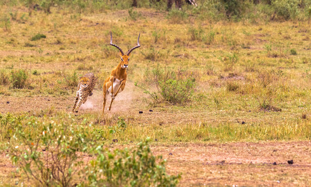 Hunting cheetah in the savannah. Masai Mara, Kenya.の写真素材