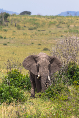 Elephant in the bush thickets. Masai Mara, Kenya.の写真素材
