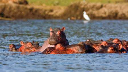 Naivasha hippos and Heron. Alpha male. Kenya, Africaの写真素材