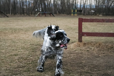 Fast running dog. Running setter. Siberia. Russia.
