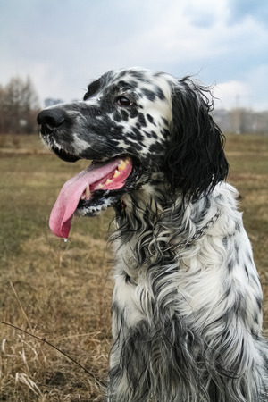 Resting English Setter. Siberia. Russia.の写真素材