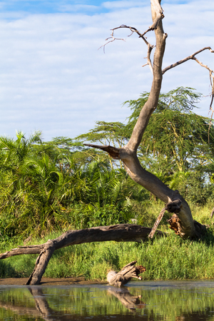 Dry tree above water. Serengeti, Tanzanyaの写真素材