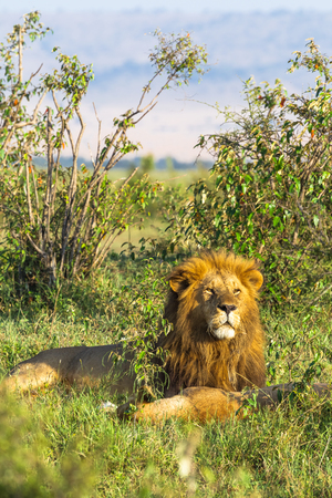 King of Masai Mara. Lion. Kenya, Africaの写真素材