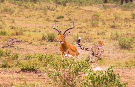 Fastest hunter of Savanna. Masai Mara, Kenyaの写真素材