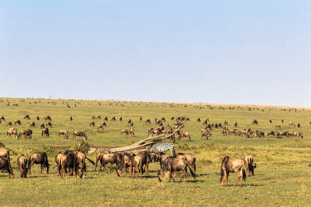 Savanna herbivores. Great migration. Kenya, Masai Mara.の写真素材