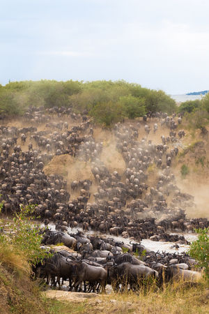 Crossing to the other side of Mara river. Masai Mara, Kenyaの写真素材