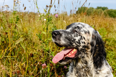 English setter resting. Successful hunt. Siberia, Russiaの写真素材