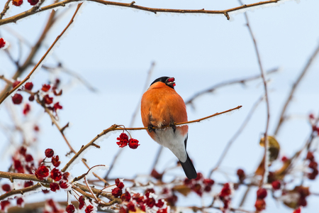 Red bullfinch. Bird on the tree. Siberia, Russia.の写真素材