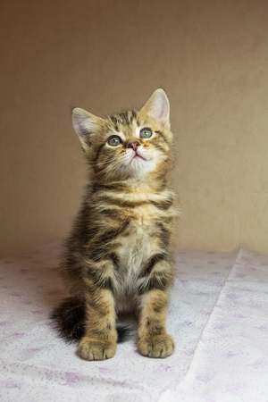 Beautiful reddish kitten. Gingery british kitten.の写真素材