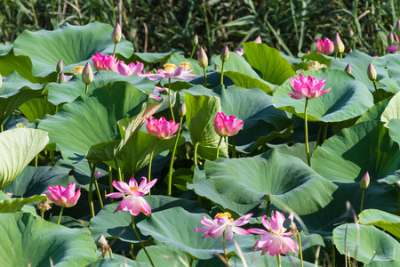 Field of lotuses on delta of Volga. Russiaの写真素材