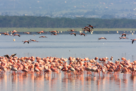 Pink flamingos flock in Nakuru lake. Kenya, Africaの写真素材