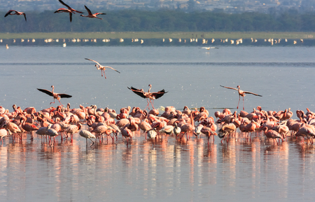 Flock of flamingos from Nakuru. Kenya, Africaの写真素材